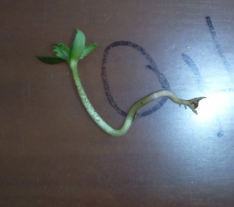 IMG_20220417_132923~2.jpg IMG_20220417_132923~2.jpg