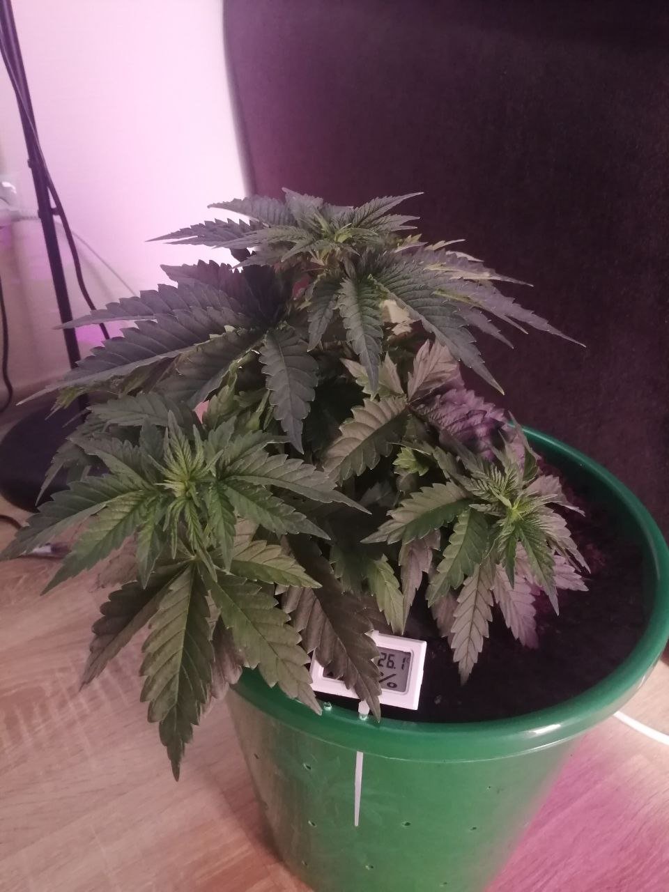 общий вид.jpg общий вид.jpg