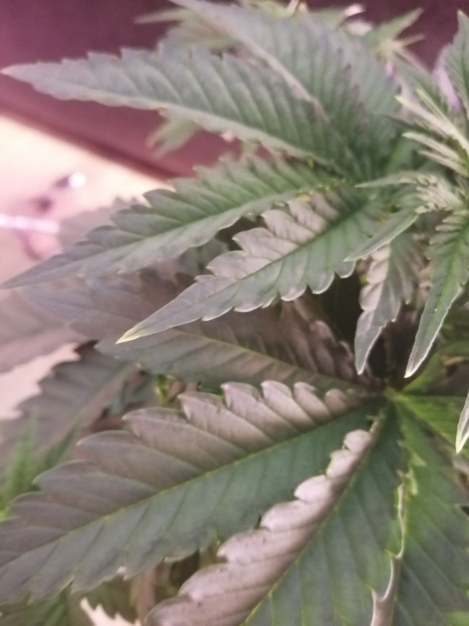 кончики1.jpg кончики1.jpg