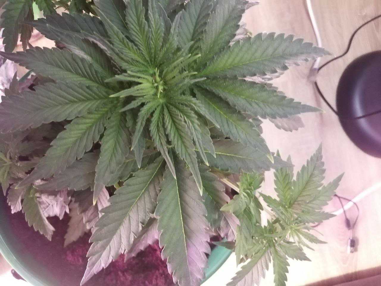 кончики2.jpg кончики2.jpg