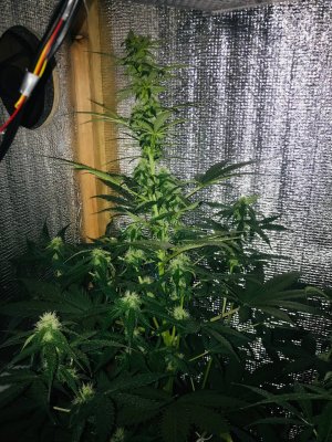 574479FD-B984-4C8C-854E-476F9D6EA704.jpeg 574479FD-B984-4C8C-854E-476F9D6EA704.jpeg