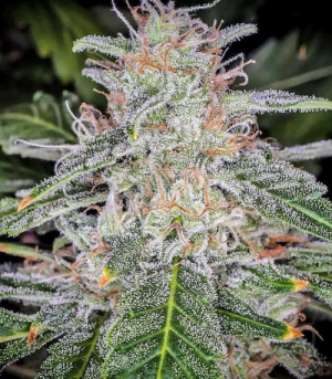 1650377454952.png 1650377454952.png