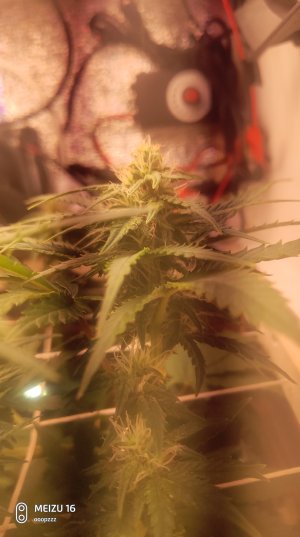 2025-05-11 140711.jpg 2025-05-11 140711.jpg