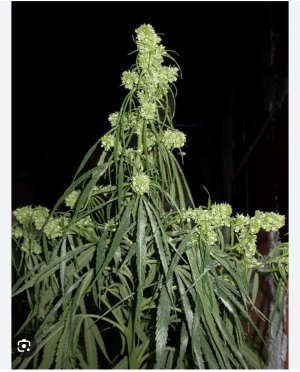 S50511-22463337.jpg S50511-22463337.jpg