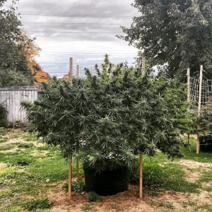 1747051830738.png 1747051830738.png