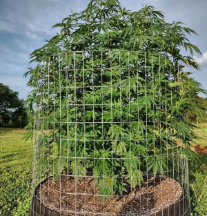 1747051895302.png 1747051895302.png