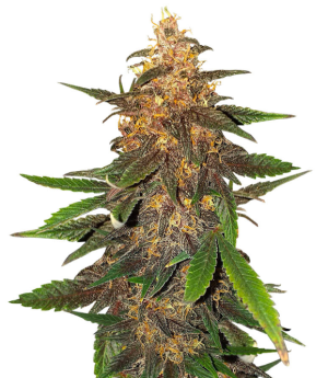 1747244770772.png 1747244770772.png