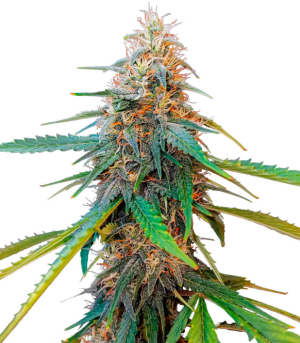 1747388263578.png 1747388263578.png