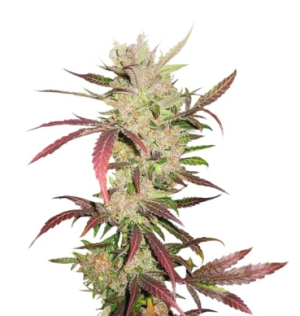 1748172785367.png 1748172785367.png