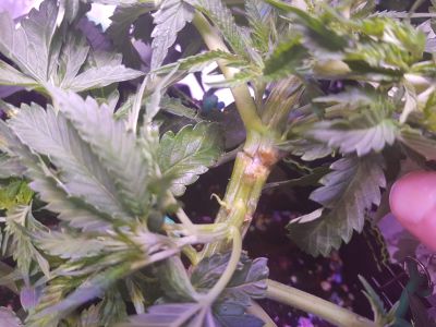 1748202902957.png 1748202902957.png