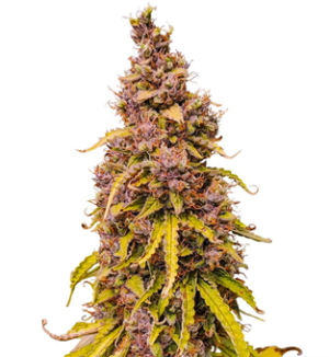 1748265091960.png 1748265091960.png