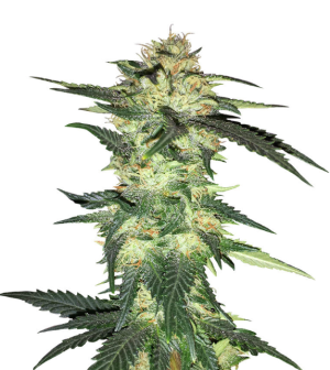 1748358432946.png 1748358432946.png