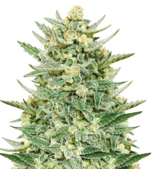 1748358449950.png 1748358449950.png