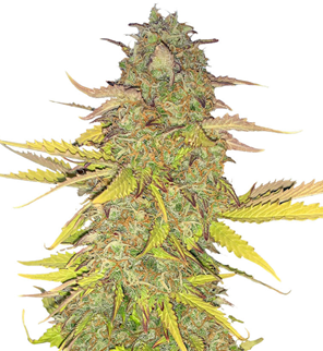 1748363892806.png 1748363892806.png