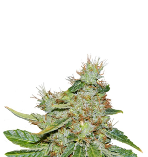 1748445904152.png 1748445904152.png