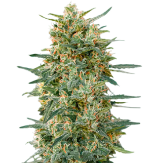 1748452302597.png 1748452302597.png