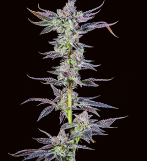 1748504432408.png 1748504432408.png