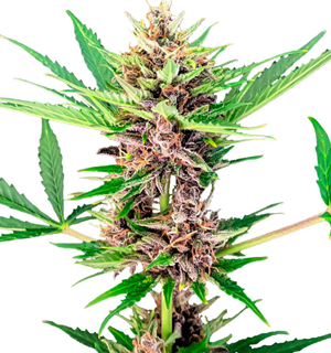 1748504435781.png 1748504435781.png