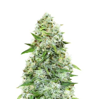 1748523955782.png 1748523955782.png