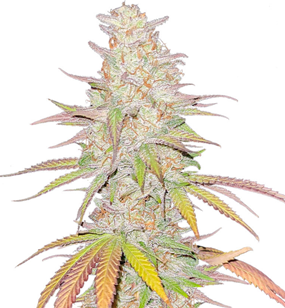 1748523959638.png 1748523959638.png