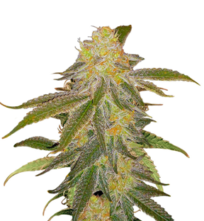 1748523963187.png 1748523963187.png