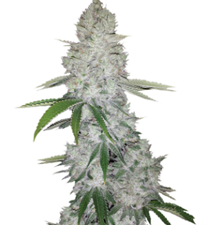 1748526224862.png 1748526224862.png