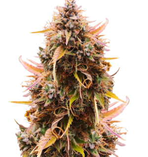 1748526227927.png 1748526227927.png