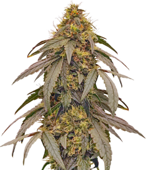 1748603426449.png 1748603426449.png