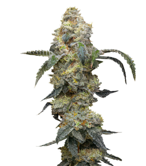 1748603459567.png 1748603459567.png