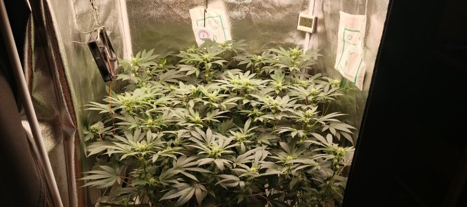 IMG_20250530_224708_489.jpg IMG_20250530_224708_489.jpg