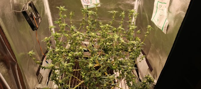 IMG_20250530_230838_774.jpg IMG_20250530_230838_774.jpg