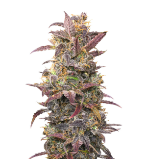 1748880351311.png 1748880351311.png