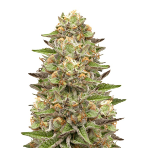 1748880375980.png 1748880375980.png