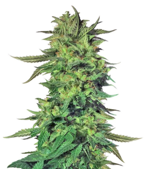 1748880394737.png 1748880394737.png