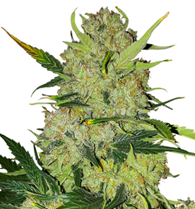 1748946283301.png 1748946283301.png