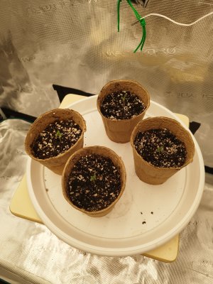 IMG_20250604_202927.jpg IMG_20250604_202927.jpg