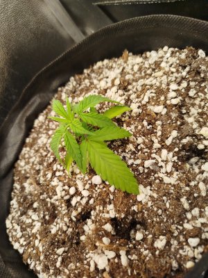 1000003882.jpg 1000003882.jpg