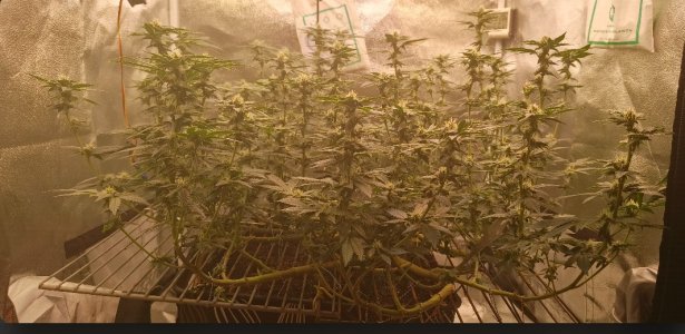 Screenshot_20250607-005306 (1).jpg