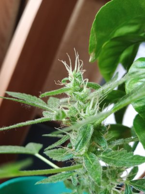 Чертовка.jpg Чертовка.jpg