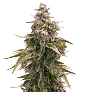 1749476347110.png 1749476347110.png