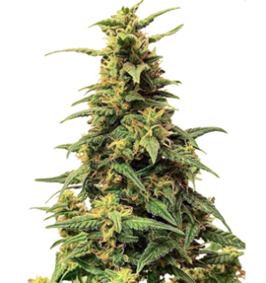 1749558974599.png 1749558974599.png