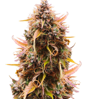 1749735627207.png 1749735627207.png