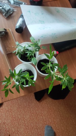 P50613-184635 (1).jpg