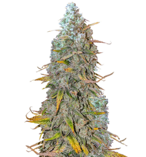 1749907416139.png 1749907416139.png