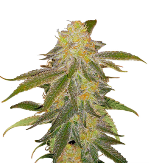 1749907442105.png 1749907442105.png