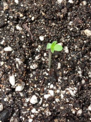 Без имени2.jpg