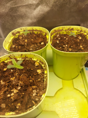 20250609_172643 1.png