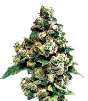 1750239636600.png 1750239636600.png