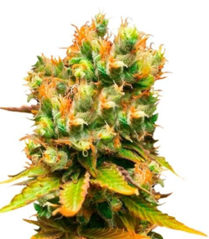 1750252787140.png 1750252787140.png