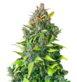 1750252806151.png 1750252806151.png